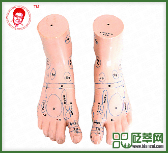足部穴位模型