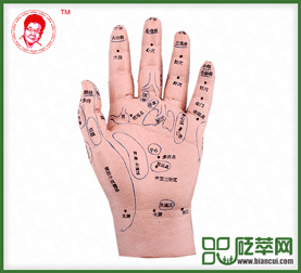 手部穴位模型